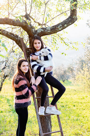 simsearch:649-06401393,k - Girl and her sister holding a cute golden retriever puppy on tree ladder in sunlit orchard, portrait, Scandicci, Tuscany, Italy Stock Photo - Premium Royalty-Free, Code: 649-09269149