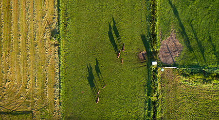 Horses walking in pasture on sunny day, Eemnes, Utrecht, Netherlands Stock Photo - Premium Royalty-Free, Code: 649-09277685