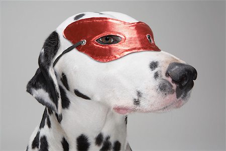 security costume - Masked Dalmatian dog Stock Photo - Premium Royalty-Free, Code: 649-02055508