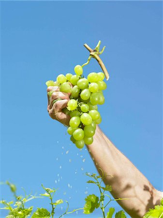 simsearch:649-07238535,k - Hand squeezing grapes Stock Photo - Premium Royalty-Free, Code: 649-02424451