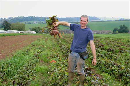 farm worker harvesting beetroots Stock Photo - Premium Royalty-Free, Code: 649-02666060