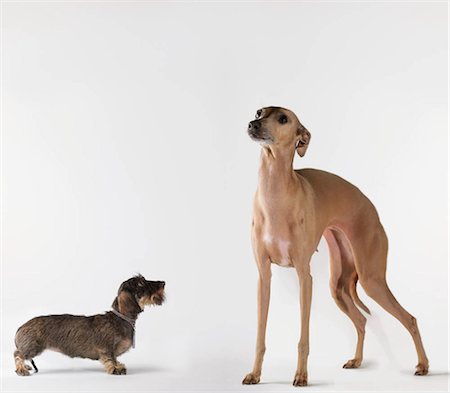Small dog looking up at tall dog Stock Photo - Premium Royalty-Free, Code: 649-02732677