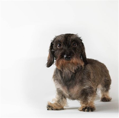 dachshund - Dog standing on white background Stock Photo - Premium Royalty-Free, Code: 649-02732673