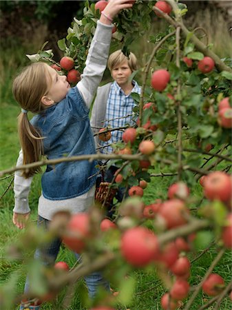 simsearch:649-07238535,k - Girl picking apples while boy watches Stock Photo - Premium Royalty-Free, Code: 649-03008665
