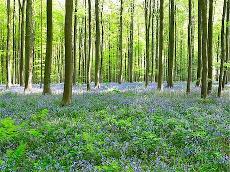 Sunlight through forest,blue flowers Stock Photo - Premium Royalty-Free, Code: 649-03077887