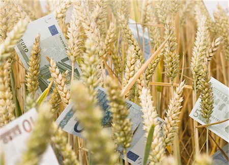 Wheat Field with money Stock Photo - Premium Royalty-Free, Code: 649-03296250