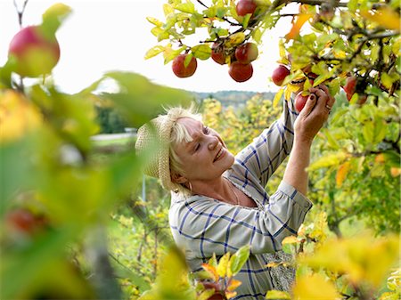 simsearch:649-07238535,k - Mature woman picking apples Stock Photo - Premium Royalty-Free, Code: 649-03296663