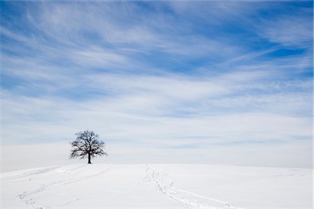 oak tree on snowy hill in winter Stock Photo - Premium Royalty-Free, Code: 649-03292785