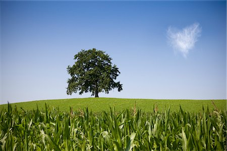 oak tree on hill in summer Stock Photo - Premium Royalty-Free, Code: 649-03292783