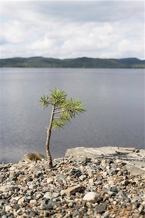 sapling - Young pine tree by a lake Stock Photo - Premium Royalty-Free, Code: 649-03566448