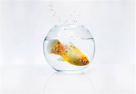 Large fish in a small bowl Stock Photo - Premium Royalty-Free, Code: 649-03666748