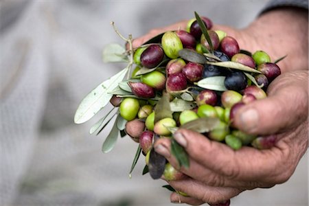 farm workers - Fresh olives Stock Photo - Premium Royalty-Free, Code: 649-03774827