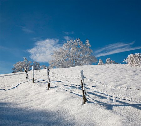 simsearch:614-06718312,k - Blanc givré des arbres dans le paysage d'hiver Photographie de stock - Premium Libres de Droits, Code: 649-03817456