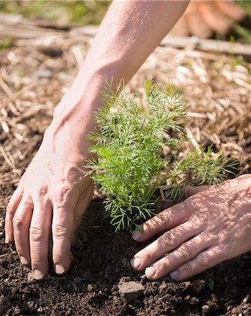 farm active - Hands planting tree in soil Stock Photo - Premium Royalty-Free, Code: 649-03881847