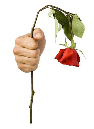 Close-up of hand holding a wilted rose Foto de stock - Sin royalties Premium, Código: 640-01348496
