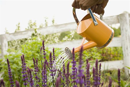 Close-up of a person's hand watering flowers Foto de stock - Sin royalties Premium, Código: 640-01348705