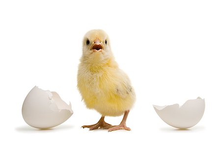 eggs white background - Close-up of a chick standing away from broken eggshell Stock Photo - Premium Royalty-Free, Code: 640-01349547