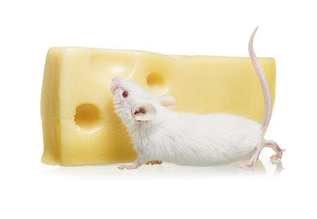 Close-up of a rat eating cheese Stock Photo - Premium Royalty-Free, Code: 640-01354156