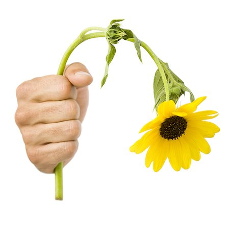 Close-up of a hand holding a dead flower Foto de stock - Sin royalties Premium, Código: 640-01356408