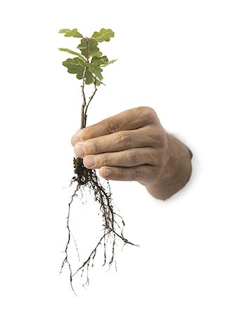 evolution - Close-up of a person's hand holding a plant Stock Photo - Premium Royalty-Free, Code: 640-01356857