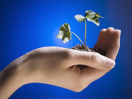 evolution - Close-up of a woman's hand holding a plant sapling Stock Photo - Premium Royalty-Free, Code: 640-01357254