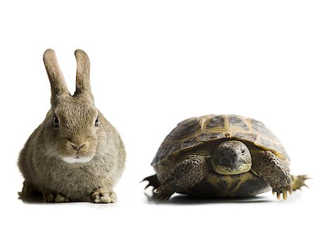 Tortoise and hare racing Stock Photo - Premium Royalty-Free, Code: 640-01358405