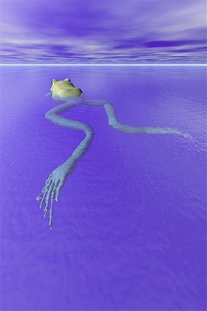 High angle view of a frog in the water Stock Photo - Premium Royalty-Free, Code: 640-01359258
