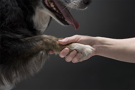 Close-up of a dog shaking hands with its owner Stock Photo - Premium Royalty-Free, Code: 640-01350161