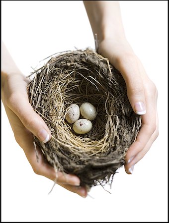 simsearch:640-01354413,k - High angle view of a woman's hand holding a bird's nest Foto de stock - Sin royalties Premium, Código: 640-01352465