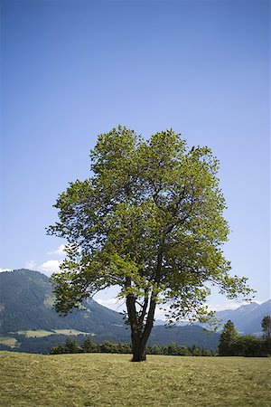 Tree in a field Stock Photo - Premium Royalty-Free, Code: 640-01352535