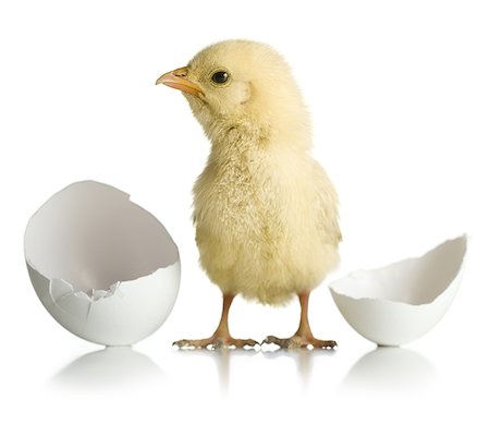 Newly hatched chickadee Foto de stock - Sin royalties Premium, Código: 640-01364857