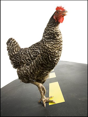 Chicken crossing road Stock Photo - Premium Royalty-Free, Code: 640-01364956