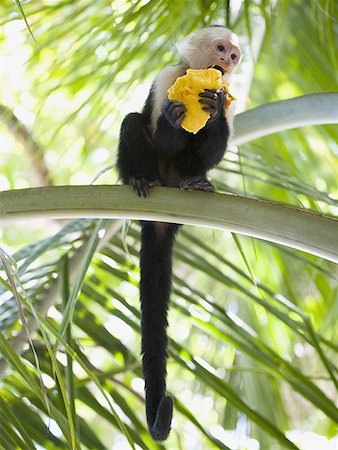 Close-up of a capuchin monkey eating a fruit (Cebus capucinus) Stock Photo - Premium Royalty-Free, Code: 640-01365049