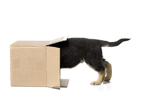 Puppy in cardboard box Stock Photo - Premium Royalty-Free, Code: 640-01365658