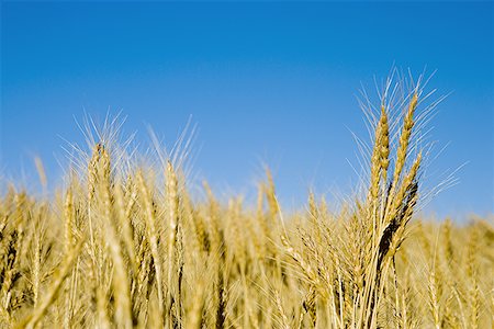 Close-up of a wheat field Stock Photo - Premium Royalty-Free, Code: 640-01365772