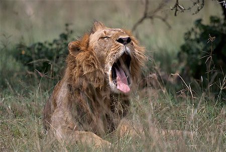Lion bâillant dans la forêt Photographie de stock - Premium Libres de Droits, Code: 640-01366055