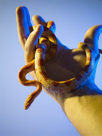 people holding snakes - Male hand holding snake Stock Photo - Premium Royalty-Free, Code: 640-01362047