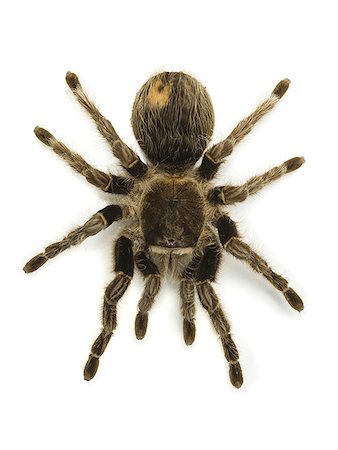spider - Close-up of a spider Stock Photo - Premium Royalty-Free, Code: 640-01363563