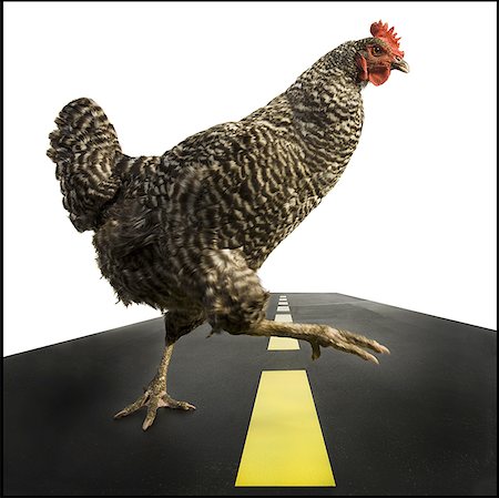 Chicken crossing road Stock Photo - Premium Royalty-Free, Code: 640-01363727