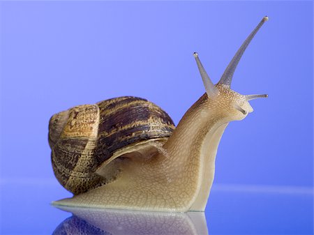 Close-up of a snail on a blue background Stock Photo - Premium Royalty-Free, Code: 640-02766740