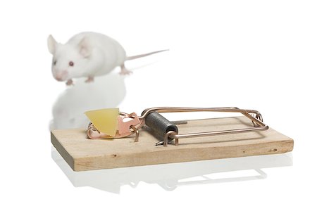 Close-up of a rat near a trap Stock Photo - Premium Royalty-Free, Code: 640-02766751