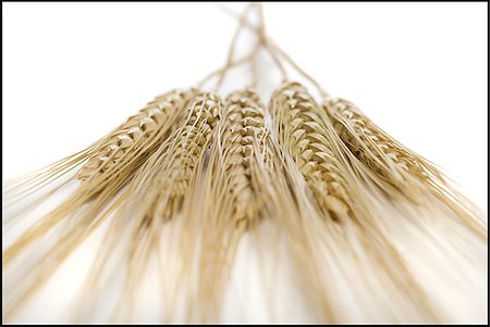 Close-up of wheat stalks Stock Photo - Premium Royalty-Free, Code: 640-02766760