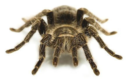 spider - Close-up of a spider Stock Photo - Premium Royalty-Free, Code: 640-02768201