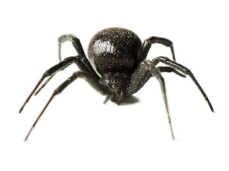 Black widow spider Stock Photo - Premium Royalty-Free, Code: 640-02770438