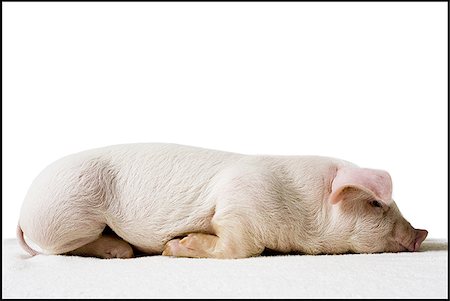 pig piglet - Piglet lying down profile Stock Photo - Premium Royalty-Free, Code: 640-02773426