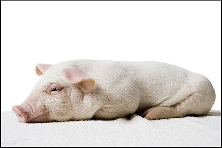 pig piglet - Piglet lying down profile Stock Photo - Premium Royalty-Free, Code: 640-02773427