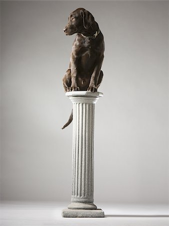 dog on a pedestal Stock Photo - Premium Royalty-Free, Code: 640-02948978
