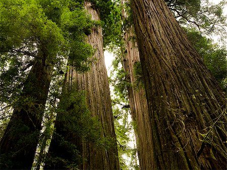 giant redwoods Stock Photo - Premium Royalty-Free, Code: 640-02952441