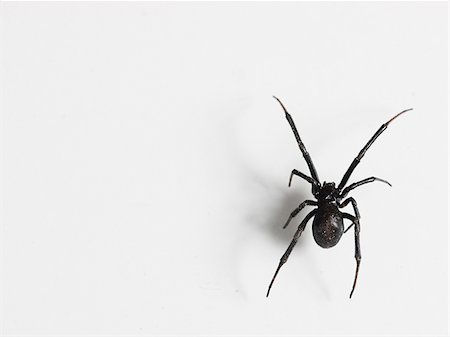 spider - black widow spider Stock Photo - Premium Royalty-Free, Code: 640-02953202