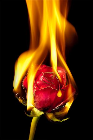 flower on black background - red rose on fire Stock Photo - Premium Royalty-Free, Code: 640-02953469